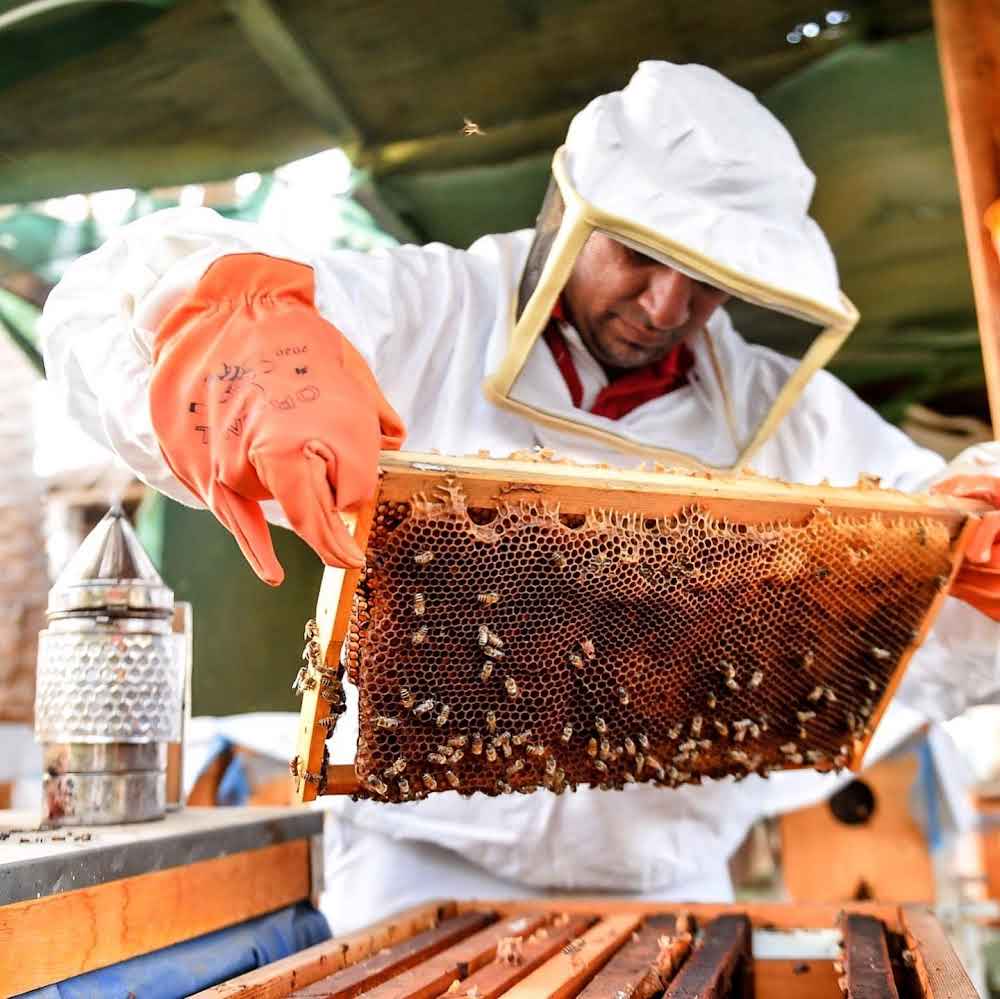 It all starts with Sidr Honey (Beri Ka Shehed)